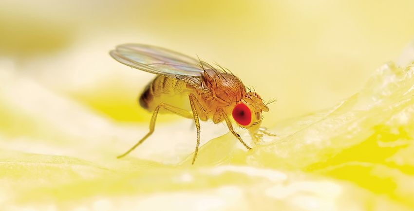 Image of a fruit fly.