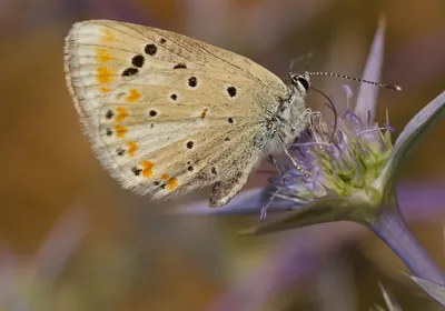 A close-up picture of the Atlas blue butterfly on a flower A close-up picture of the Atlas blue butterfly on a flower