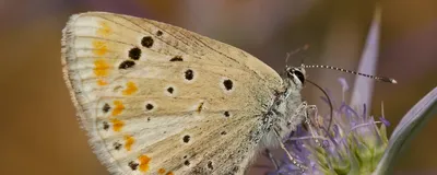 A close-up picture of the Atlas blue butterfly on a flower