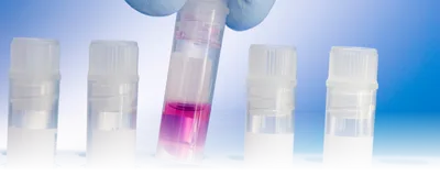 A researcher picking up a cryovial for cell culture and transfection A researcher picking up a cryovial for cell culture and transfection