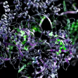 Illustration of 3D protein elements. Metallic purple and green alpha coils and loops are present in the image. 