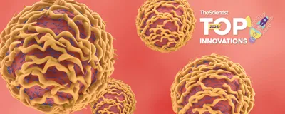 3D illustration of T cells with textured membranes, representing the T cell transduction process