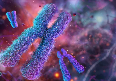 An illustration of condensed chromosome pairs, joined at their centromeres, is shown. An illustration of condensed chromosome pairs, joined at their centromeres, is shown.