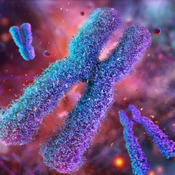 An illustration of condensed chromosome pairs, joined at their centromeres, is shown. An illustration of condensed chromosome pairs, joined at their centromeres, is shown.