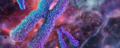 An illustration of condensed chromosome pairs, joined at their centromeres, is shown.