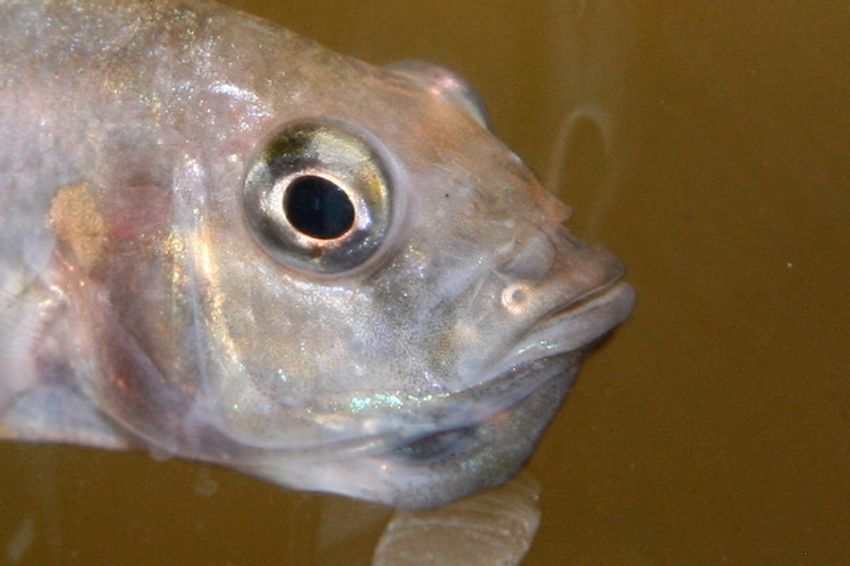 Side profile of a silvery-white fish with its eye visible and its mouth full