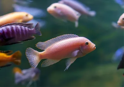 Image of multiple fish swimming in water. A pink fish is at the center of the image. Image of multiple fish swimming in water. A pink fish is at the center of the image.