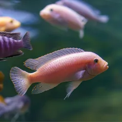 Image of multiple fish swimming in water. A pink fish is at the center of the image. Image of multiple fish swimming in water. A pink fish is at the center of the image.