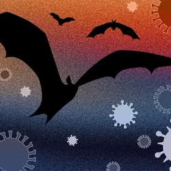 Image of a bat taking flight. It is surrounded by viruses of varying sizes. The background is a gradient of reddish-orange (top) to a purple-dark blue (bottom). Image of a bat taking flight. It is surrounded by viruses of varying sizes. The background is a gradient of reddish-orange (top) to a purple-dark blue (bottom).