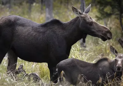 Two moose stand in a forest. Two moose stand in a forest.