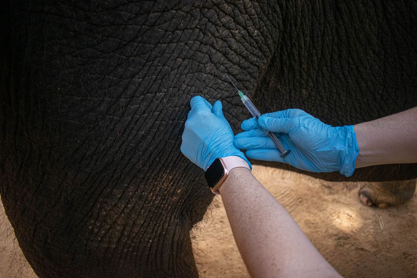 Gloved hands insert a needle containing EEHV mRNA vaccine into an elephant’s legs.