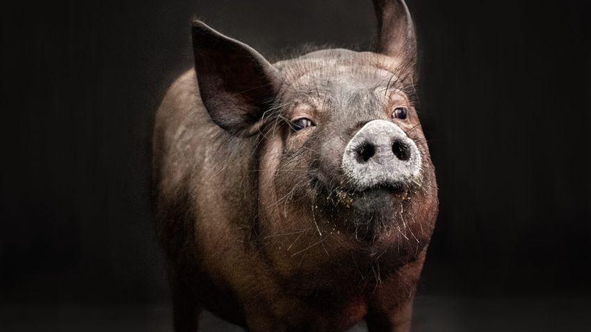 A brown-ish colored pig in front of a black background.
