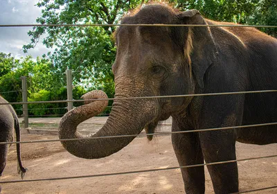 An Asian elephant stands behind a fence.