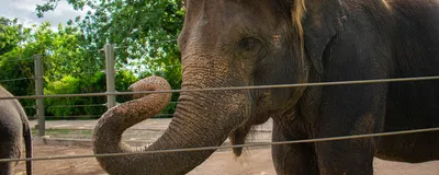 An Asian elephant stands behind a fence.