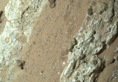 Photograph of tan rock with two diagonal veins of lighter rock on either side. In the tan rock are several small, irregular spots of sand-colored rock ringed with dark bluish-greenish rock. These spots’ chemical composition was studied and found to contain minerals that, given Mars’s expected environment billions of years ago, could have been produced by microbes.