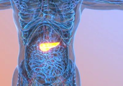 Graphic of a human’s internal organs, with the pancreas highlighted in yellow