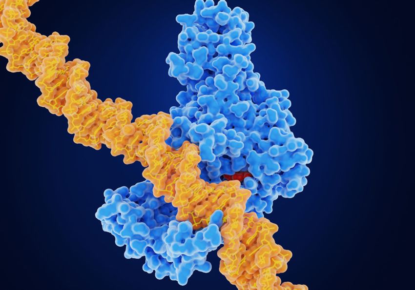 Graphic of a DNA methyltransferase tagging DNA