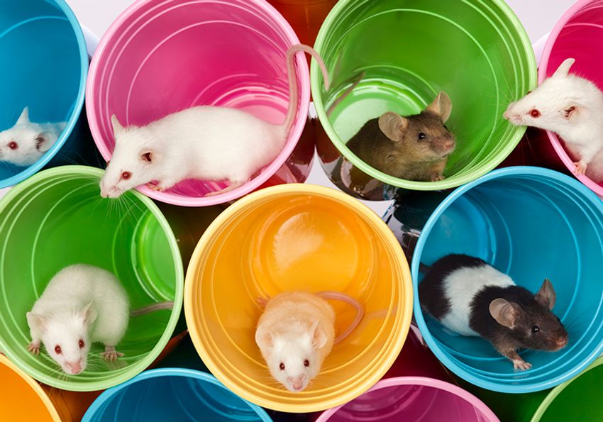 Image of different mice in various colorful plastic cups