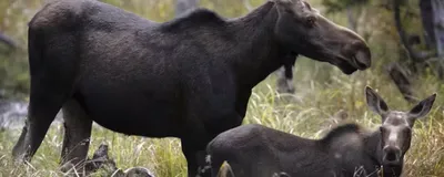 Two moose stand in a forest.
