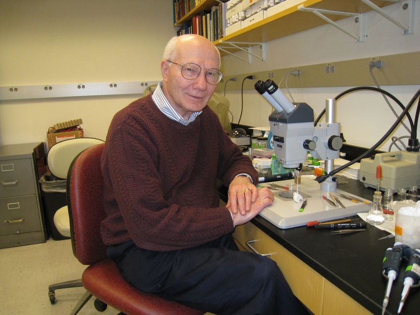 Older Joseph Gall sat at his laboratory bench, next to a microscope. Gall wore a white striped shirt under a maroon knit sweater and black dress pants.