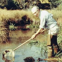 Joseph Gall stood in a pond with a net, capturing wildlife that he would bring back to his laboratory to study. Joseph Gall stood in a pond with a net, capturing wildlife that he would bring back to his laboratory to study.