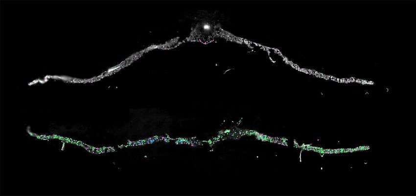 Image of a cross-section of the Arabidopsis leaf under drought conditions (top) and 15 minutes of rehydration (bottom). The blue, pink, and green dots along the leaf represent a different recovery-induced gene being expressed.