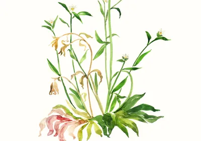 An illustration of Arabidopsis thaliana "dried" and "recovered” states. The dried state depicts the plant with brownish-yellow leaves that are drooping, while the recovered state shows the plant as a vibrant green. An illustration of Arabidopsis thaliana "dried" and "recovered” states. The dried state depicts the plant with brownish-yellow leaves that are drooping, while the recovered state shows the plant as a vibrant green.