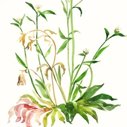 An illustration of Arabidopsis thaliana "dried" and "recovered” states. The dried state depicts the plant with brownish-yellow leaves that are drooping, while the recovered state shows the plant as a vibrant green.