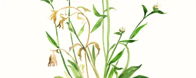 An illustration of Arabidopsis thaliana "dried" and "recovered” states. The dried state depicts the plant with brownish-yellow leaves that are drooping, while the recovered state shows the plant as a vibrant green.