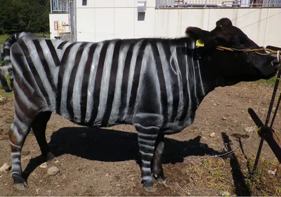 A black cow with painted white stripes on its body and leg is tied to a post. A black cow with painted white stripes on its body and leg is tied to a post.