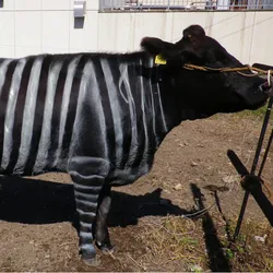 A black cow with painted white stripes on its body and leg is tied to a post. A black cow with painted white stripes on its body and leg is tied to a post.