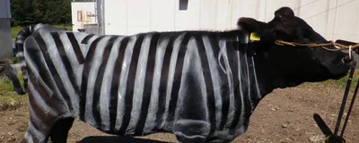 A black cow with painted white stripes on its body and leg is tied to a post.