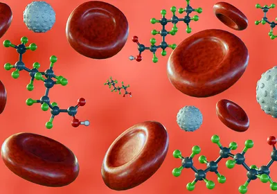 An illustration of PFAS in the bloodstream. An illustration of PFAS in the bloodstream.