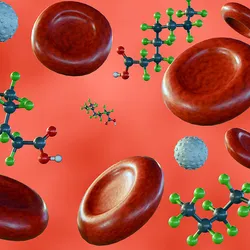 An illustration of PFAS in the bloodstream.