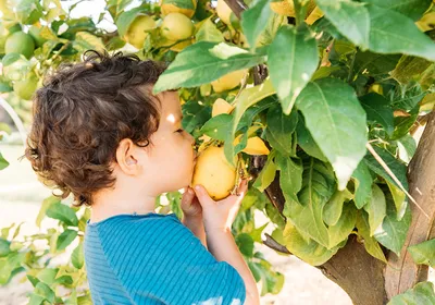 A child cups a lemon hanging from a tree to his face, closing his eyes and smelling intensely. As an adult, the smell of a lemon may bring back specific memories from his childhood—the ability of smell (and taste) to suddenly trigger vivid, emotional memories is called the “Proust effect” after the French novelist Marcel Proust. A child cups a lemon hanging from a tree to his face, closing his eyes and smelling intensely. As an adult, the smell of a lemon may bring back specific memories from his childhood—the ability of smell (and taste) to suddenly trigger vivid, emotional memories is called the “Proust effect” after the French novelist Marcel Proust.