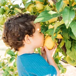 A child cups a lemon hanging from a tree to his face, closing his eyes and smelling intensely. As an adult, the smell of a lemon may bring back specific memories from his childhood—the ability of smell (and taste) to suddenly trigger vivid, emotional memories is called the “Proust effect” after the French novelist Marcel Proust.