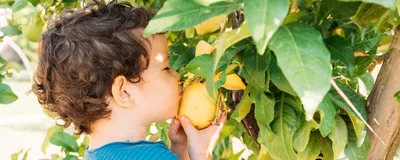 A child cups a lemon hanging from a tree to his face, closing his eyes and smelling intensely. As an adult, the smell of a lemon may bring back specific memories from his childhood—the ability of smell (and taste) to suddenly trigger vivid, emotional memories is called the “Proust effect” after the French novelist Marcel Proust. A child cups a lemon hanging from a tree to his face, closing his eyes and smelling intensely. As an adult, the smell of a lemon may bring back specific memories from his childhood—the ability of smell (and taste) to suddenly trigger vivid, emotional memories is called the “Proust effect” after the French novelist Marcel Proust.