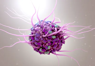 Graphic of a mature dendritic cell colored pink, purple, and green Graphic of a mature dendritic cell colored pink, purple, and green