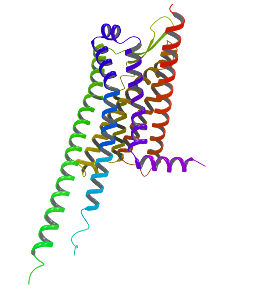 This image shows a protein (Cholecystokinin B receptor) and how it folds.