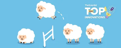 An illustration of sheep jumping over a fence