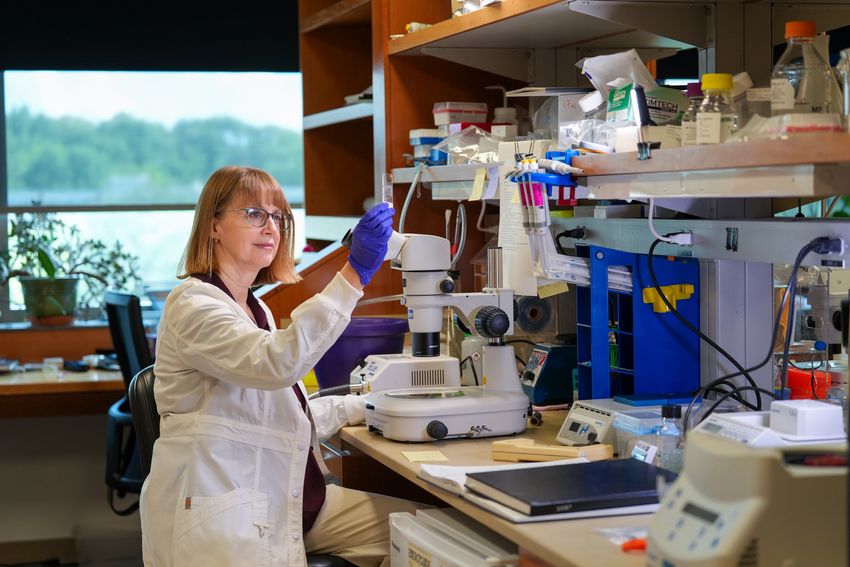 Jennifer Gerton sits at her lab bench in front of a microscope. She’s wearing glasses and a lab coat, holding up a microscope slide.