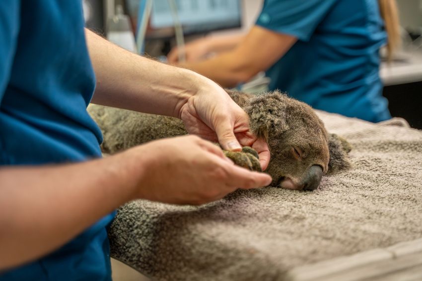 A furry, grey, anaesthetized koala is receiving a health check before it is given the chlamydia vaccine. A veterinarian in blue scrubs is holding his paw.