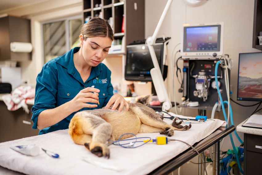 An anaesthetized koala is lying in a wildlife hospital as a veterinarian in blue scrubs administers a chlamydia vaccine.