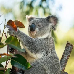 A koala, who has received a chlamydia vaccine, is reaching for fresh eucalypt leaves. A koala, who has received a chlamydia vaccine, is reaching for fresh eucalypt leaves.