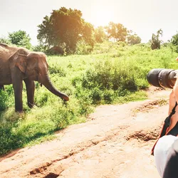 A woman capturing a photograph of an elephant, while on a safari. Such salient moments can strengthen the memory of mundane stuff that occurred before or after. A woman capturing a photograph of an elephant, while on a safari. Such salient moments can strengthen the memory of mundane stuff that occurred before or after.