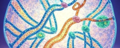 Illustration of Robertsonian chromosomes within a cell—researchers recently discovered how these structural variants form and are transmitted through rounds of cell division. Two acrocentric chromosomes, in blue and orange (with pink centromeres), are close to each other, as Robertsonian chromosomes would be before fusion. 