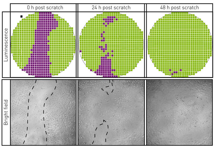 CLARIOstar Plus Matrix Scan of an entire microplate well, monitoring cellular regrowth after a scratch wound across a 900 data point matrix.
