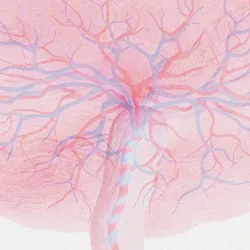Illustration shows a human placenta with branching blood vessels. Illustration shows a human placenta with branching blood vessels.