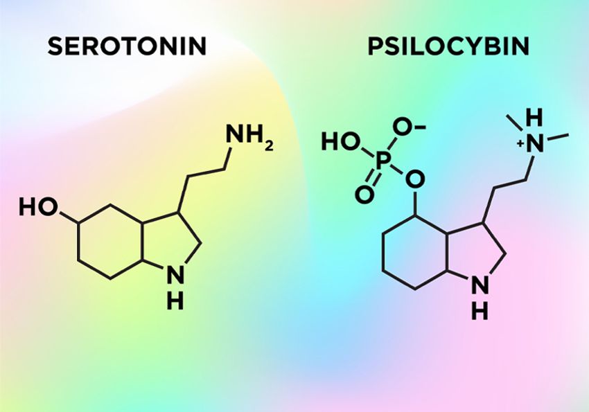Image shows chemical structures of chemicals serotonin and psilocybin. Image shows chemical structures of chemicals serotonin and psilocybin.