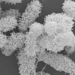 Black-and-white microscopy image of bacteria individually wrapped in nanonets formed by the self-weaving antimicrobial peptides. Black-and-white microscopy image of bacteria individually wrapped in nanonets formed by the self-weaving antimicrobial peptides.